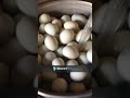How to cook balut  paano magluto ng balut
