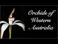 Western Australian Orchids