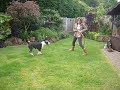 English Bull Terrier antics in the garden