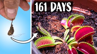 Growing Venus Fly Trap Plant Time Lapse 161 Days