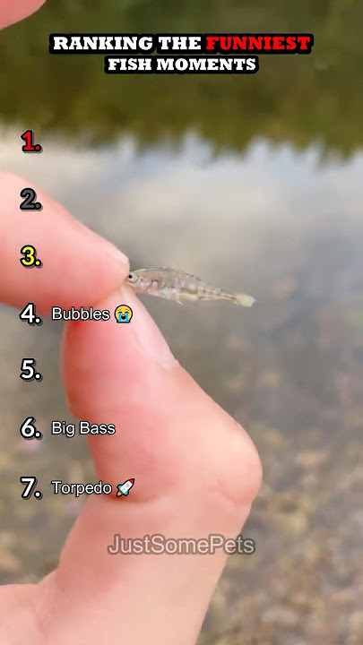 Peringkat Momen Ikan Terlucu Bagian 5