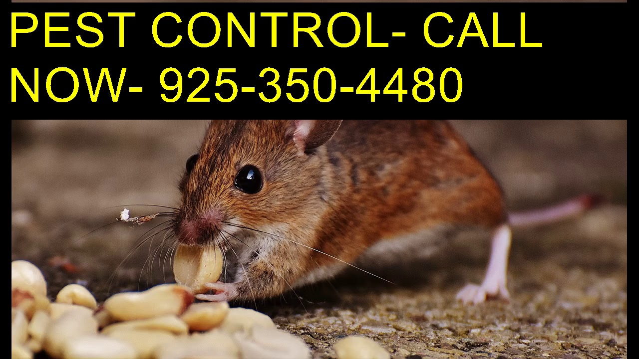 Dial (925)350 4480 Spiders Control Clovis CA
