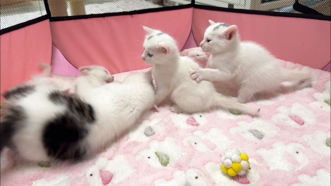 はりきりすぎちゃう子猫とのにゃんプロを見学する赤ちゃん猫【白玉ちゃん＆坊ちゃん＆たこやき君日記】Baby cats and kittens playing together