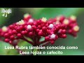 Leea rubra también conocida como Cafecito ! mi diario de Jardín ☺️🙏🏡🕊️