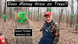 Project 291; Can we make money on this? How the process works for a select cut timber harvest