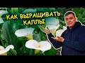 Каллы ПЯТЬ советов по уходу и выращиванию весной до высадки в грунт. Как выращивать каллы.