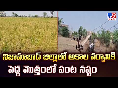 Massive Crop Damage in Nizamabad : నిజామాబాద్ జిల్లాలో అకాల వర్షానికి పెద్ద మొత్తంలో పంట నష్టం - TV9 - TV9