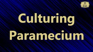 Culturing Paramecium