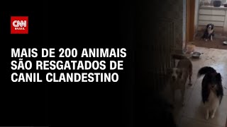 Mais De 200 Animais São Resgatados De Canil Clandestino Em Embu Das Artes Cnn Prime Time