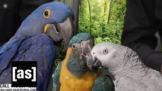 Dan Deacon Collaborates with Tropical Birds | Williams Street Swap Shop | adult swim screenshot 4