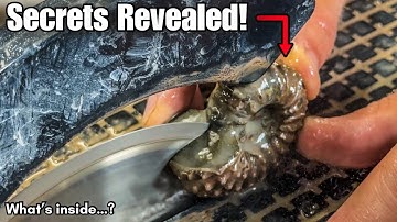 Discover the Secrets Inside Ancient Ammonite Fossils | Cutting & Polishing