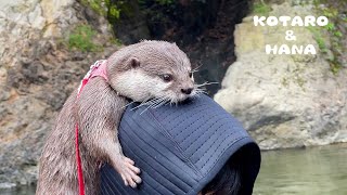 カワウソの女子同士のケンカが激しすぎて巻き込まれる男子　A Fight Breaks Out Between Otters While Camping