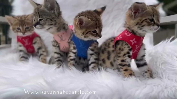 Watch the video about We have F1 and F2 Savannah kittens available. Delivery all over USA