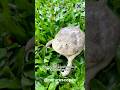 This Frog SCREAMS Like A Baby And Bites Like A Beast Budgett S Frog 