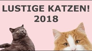 Beste Lustige Katzen Videos Compilation 2018 - Part 2 (Neue HD). by KittyKitty 3,674 views 5 years ago 6 minutes, 12 seconds