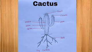 How to Draw a Cactus Plant Diagram with Labels / Easy Cactus Plant Diagram