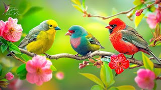Nature Bird Sounds 4K ~ Birdsong Refreshes the Mind! Therapeutic for Depression, Stress, and Anxiety by Dream Relax Music 3 views 3 weeks ago 1 hour, 17 minutes