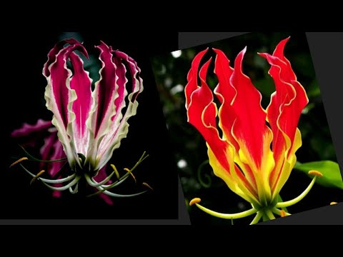 Video: Bunga Gloriosa 