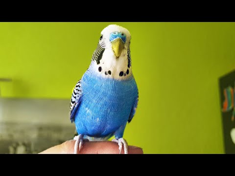 Video: Zábavné Video, Kde Papagáj Kričí „vrana“