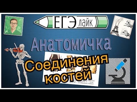 Соединения костей. Анатомичка с Сергеем Подковальниковым💀