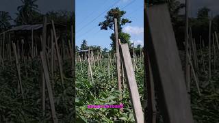 Download Lagu cara tumpang sari cabe rawit MP3 Download Lagu cara tumpang sari cabe rawit MP3