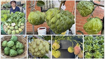 Thu hoạch một giỏ mãng cầu, dâu tây trắng, cãi thìa xanh, review mãng cầu chín cây tại vườn ở Úc