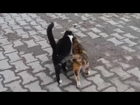 Two male cats reject same female cat in heat  ( Opposite World )