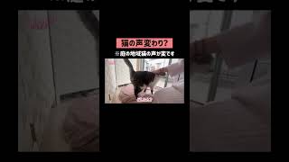 猫の声変わり #shorts