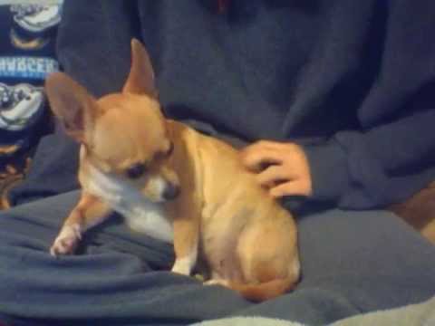 cute little brown chihuahua