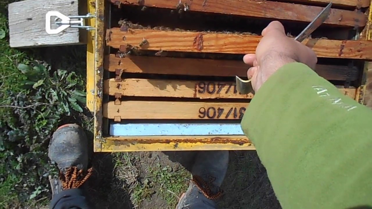 ΜΕΛΙΣΣΟΚΟΜΙΑ-Επιθεώρηση 8 Φεβρουαρίου