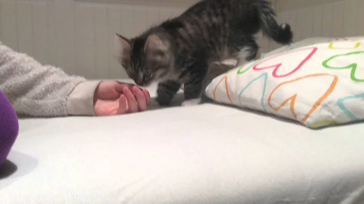 Cute kitten