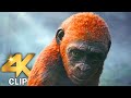 Kong Meets Suko Scene | GODZILLA X KONG THE NEW EMPIRE (2024) Movie CLIP 4K