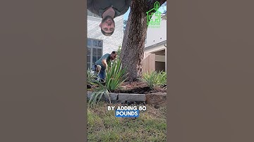 Can a Tree Survive THIS Much Stress? | ISA Master Arborist Explains recovery procss