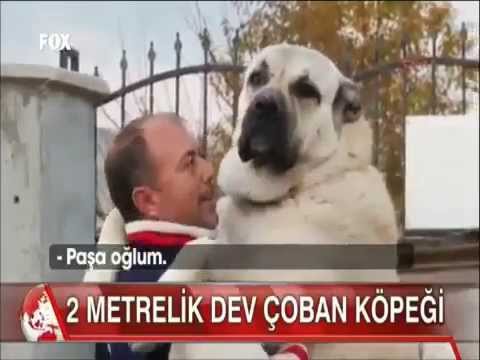 2 Metrlik Kanqal İti