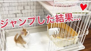 ケージの２階へジャンプしようとしたら・・・【ノルウェージャンフォレストキャット】仔猫のひぃたの日常【失敗】