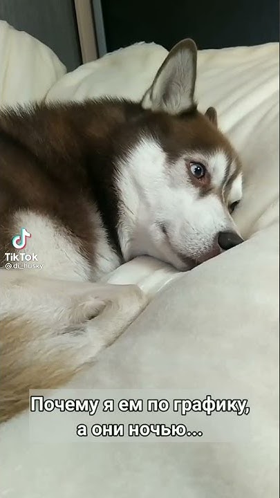 Кошка смеется. Кошка смеется над собакой. Кошка смеется. Кошки смеются говорят я не собака. Кошка на собаке катается.
