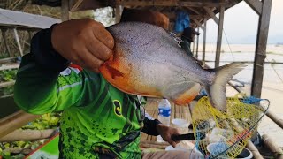 PETUALANGAN UCUY EPISODE 7 CAM FISHING DI CIRATA BIKIN SERU DAPAT IKAN PIRANHA JUMBO