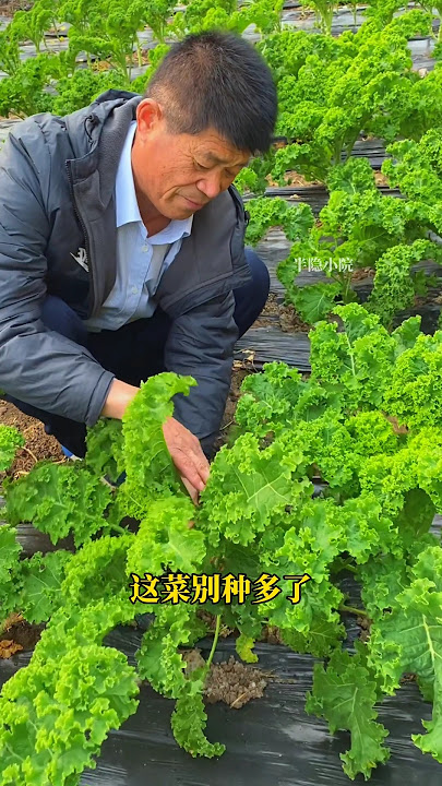 You should also plant some delicious kale #YuyiganBlue #Planting Tips#growingvegetables...