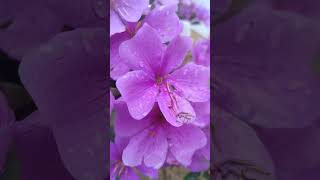 flores lilás e branco #plantas #flores #flowers #natureza #bela