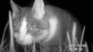 Traunwalchen/Obb._Katze überprüft Wildkamera