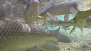 underwater fishin' GOPRO, roaring river state park, missouri