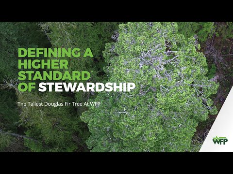 Video: Bagaimana pohon cemara Douglas tumbuh?