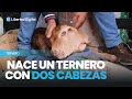 Nace un ternero con dos cabezas cuatro ojos y dos lenguas en zamora