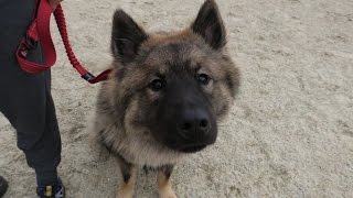 Raffi - Eurasier - 3 Week Residential Dog Training at Adolescent Dogs