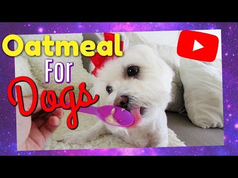 Video: How To Cook Porridge For A Puppy