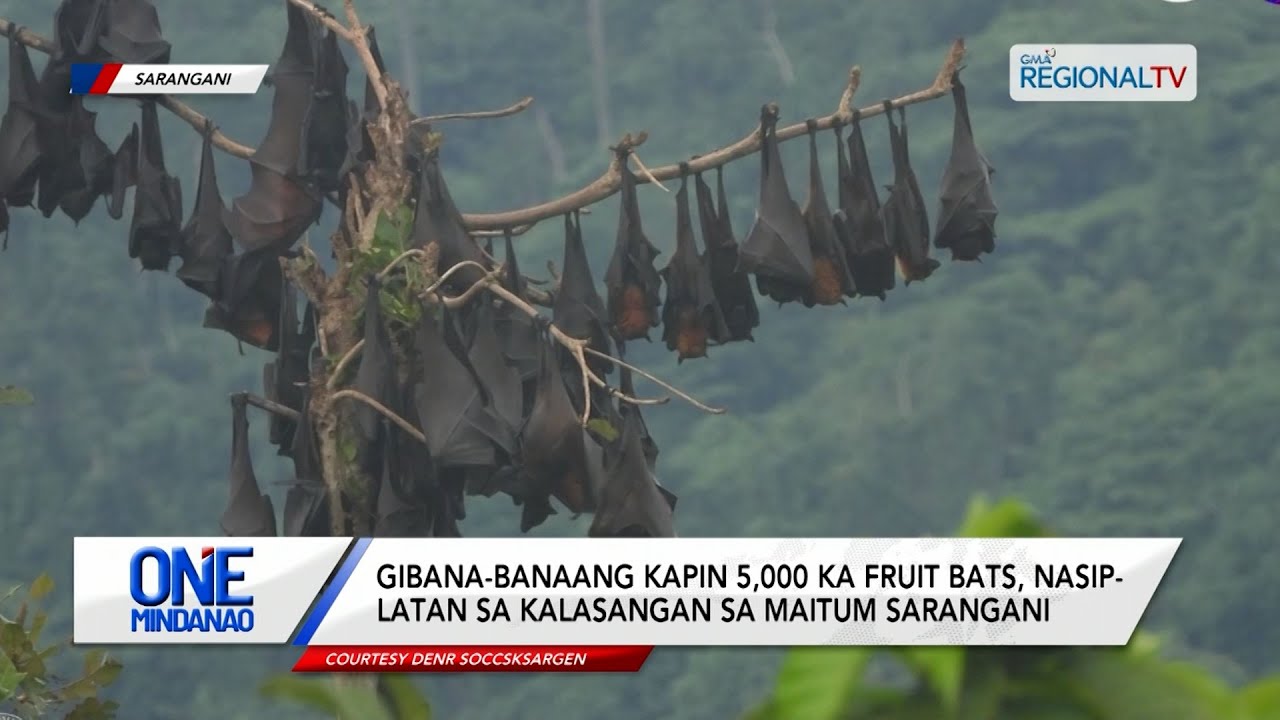 One Mindanao: Gibana-banaang kapin 5,000 ka fruit bats, nasiplatan sa Maitum, Sarangani