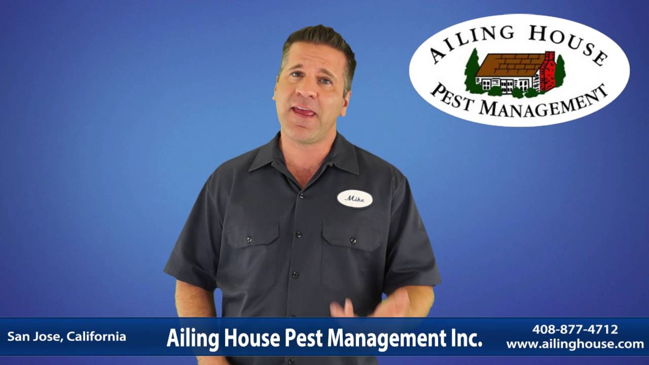 San Jose, CA - FREE Termite Inspection | Home & Commercial | Fumigation Tenting
