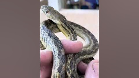 “Rattlesnake” at construction site ⚠️