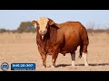 Stunning simmentaler stud bull going on auction