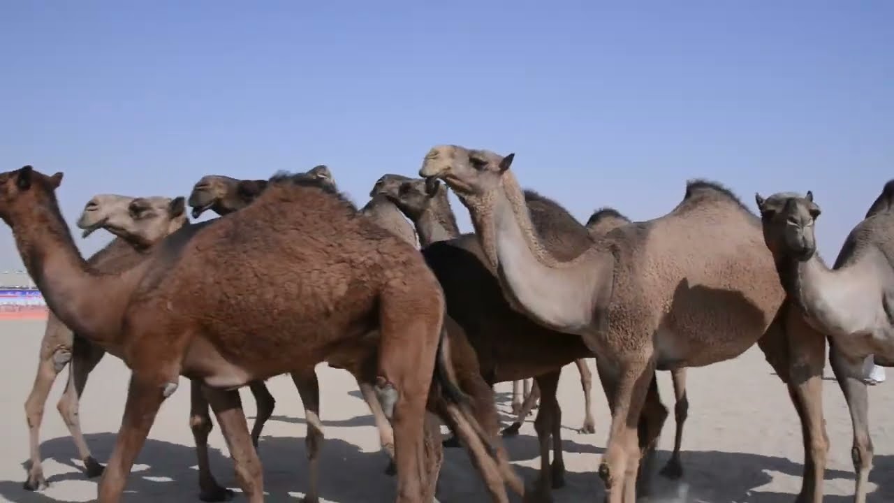 منقية فهيد بن صفران الرشيدي.                                    مزاين نخبة الكويت